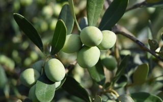 Guide pratique pour cultiver un olivier en intérieur avec succès