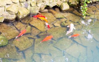 Tout savoir sur le bassin à carpes koi