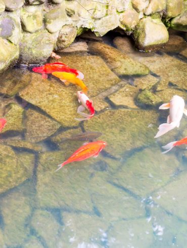 Tout savoir sur le bassin à carpes koi