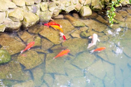 Tout savoir sur le bassin à carpes koi