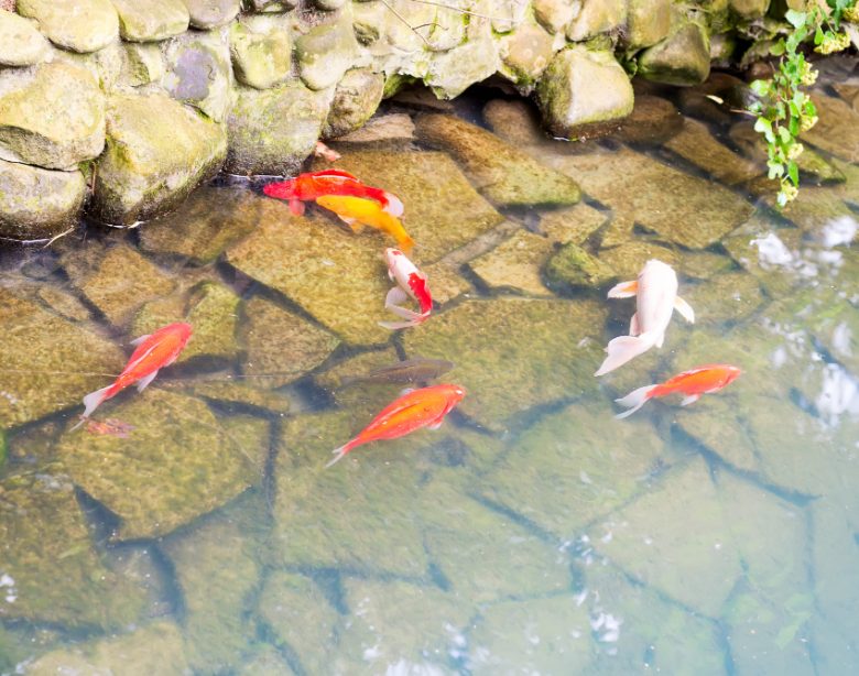Tout savoir sur le bassin à carpes koi