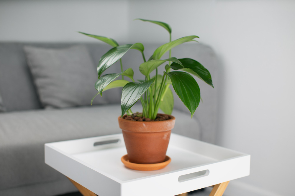La purification de l’air intérieur