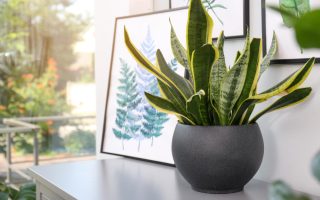 L’impact des plantes d’intérieur sur la santé physique et mentale