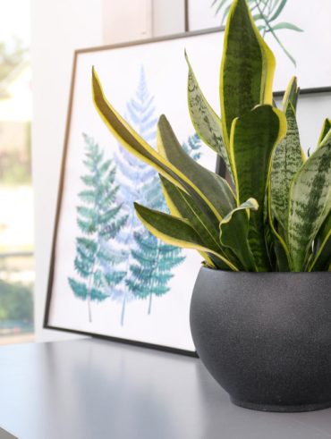 L’impact des plantes d’intérieur sur la santé physique et mentale