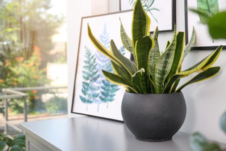 L’impact des plantes d’intérieur sur la santé physique et mentale