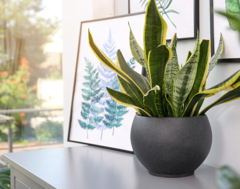 L’impact des plantes d’intérieur sur la santé physique et mentale
