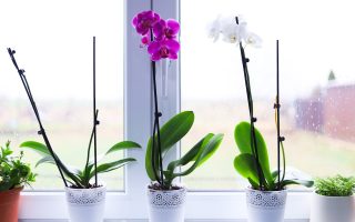 entretenir une orchidée pour qu’elle reste en bonne santé