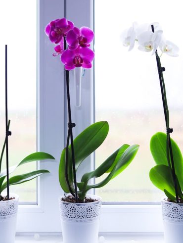 entretenir une orchidée pour qu’elle reste en bonne santé