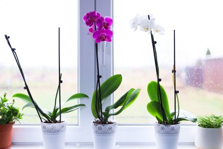 entretenir une orchidée pour qu’elle reste en bonne santé