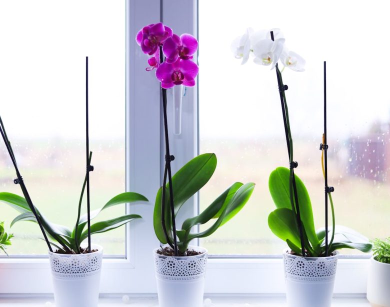 entretenir une orchidée pour qu’elle reste en bonne santé