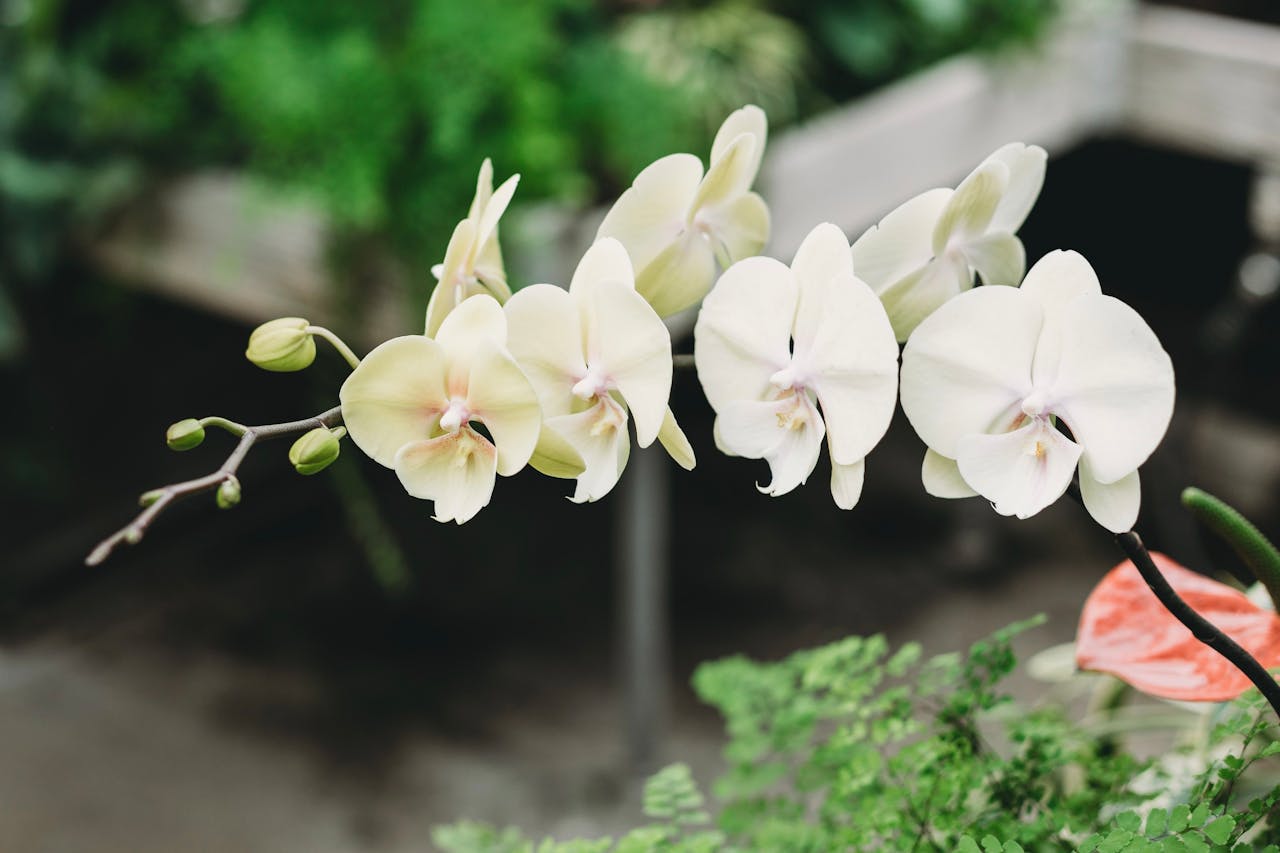 entretenir une orchidée pour qu’elle soit en bonne santé