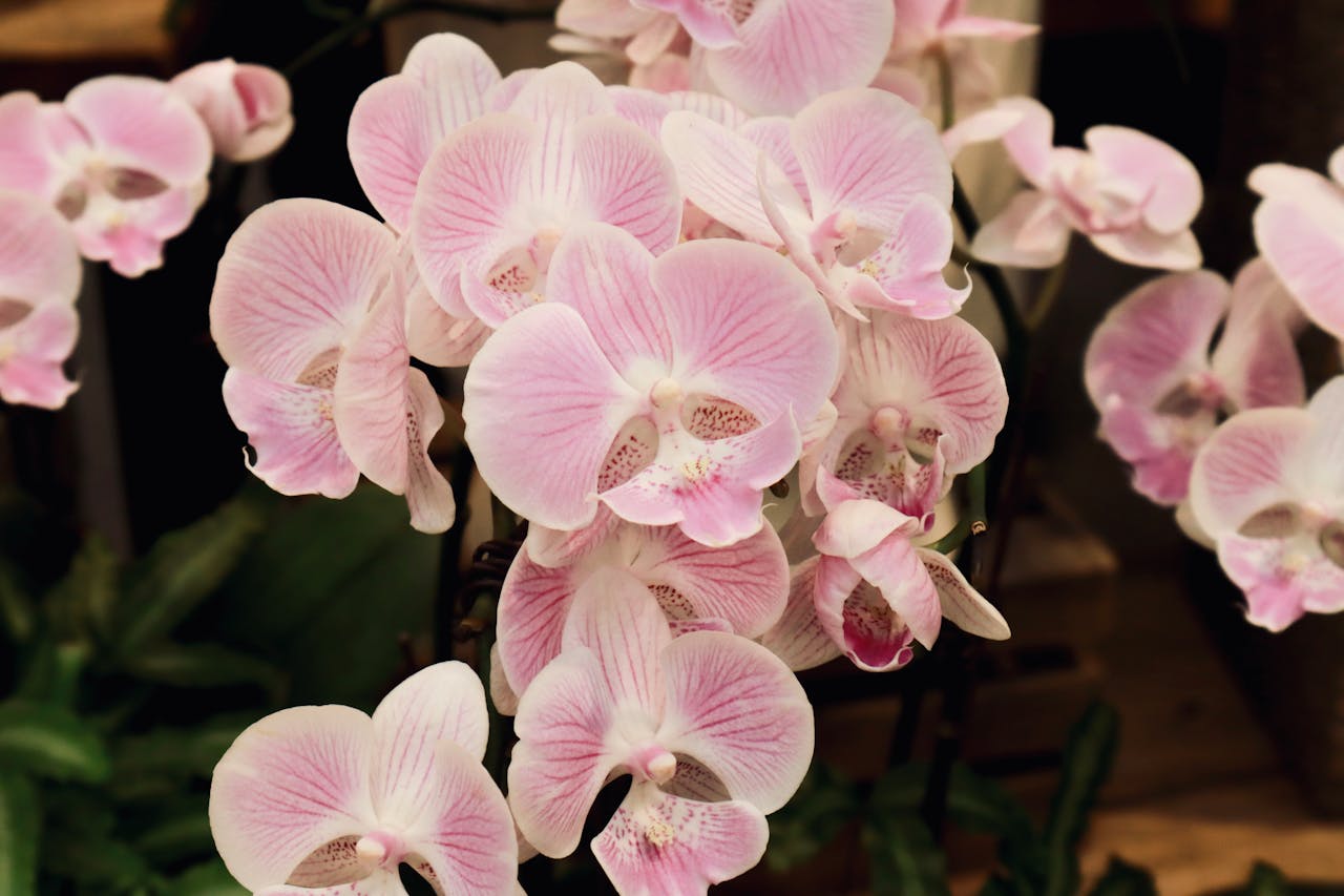 entretenir une orchidée